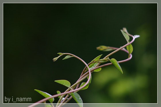 เกาะ – เกี่ยว – พัน