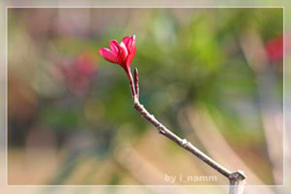 เดียวดาย