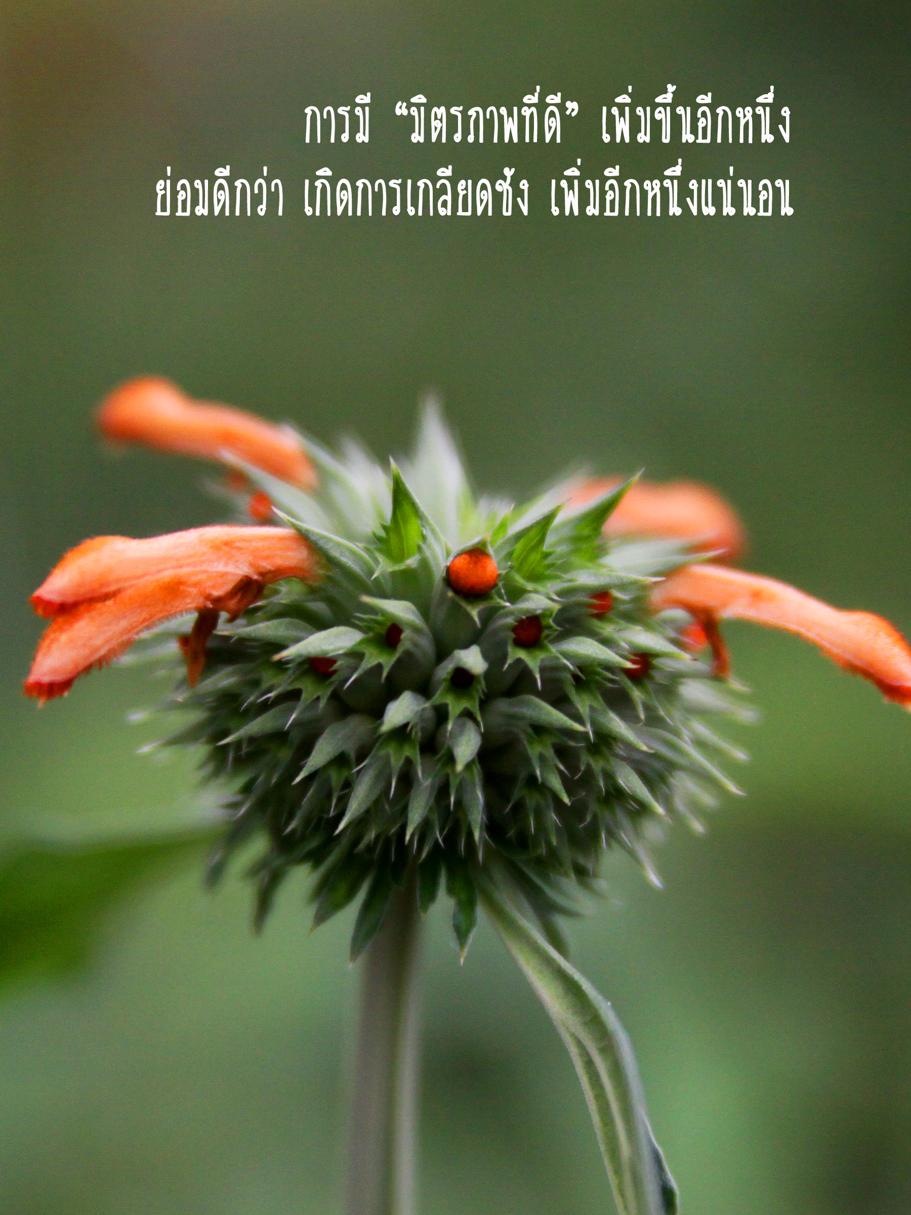 มิตรภาพที่ดี