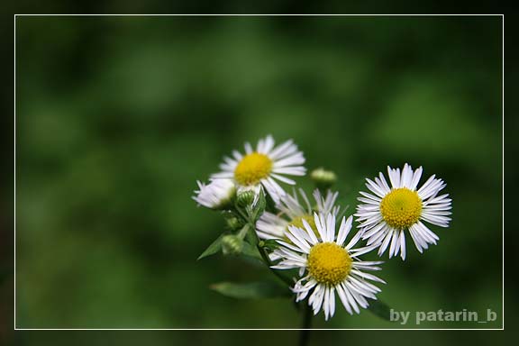 crazy little daisy