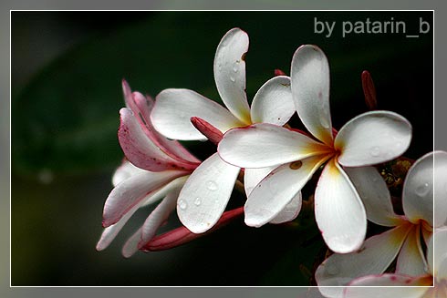 ลีลา… ว่าดี