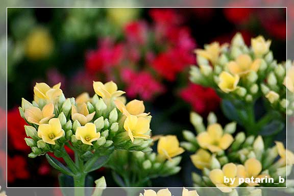 รังสิต คลอง 15