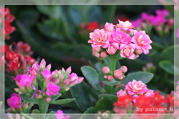 รังสิต คลอง 15