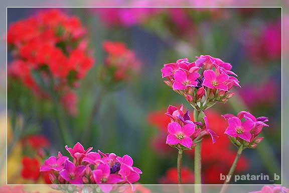 รังสิต คลอง 15