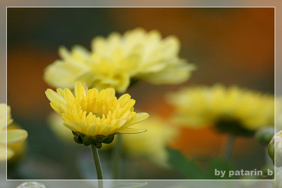 รังสิต คลอง 15