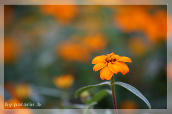 รังสิต คลอง 15