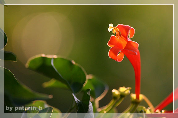 รังสิต คลอง 15