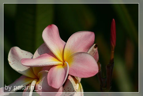 ลีลา.. ว่าดี