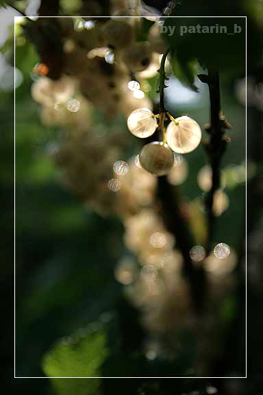 โปร่งแสง
