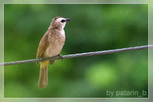 Cute Little Bird