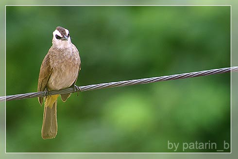 Cute Little Bird