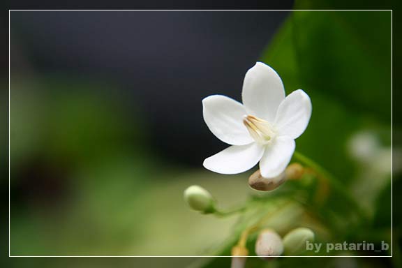 โมกขาว...