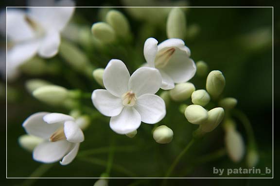 โมกขาว...