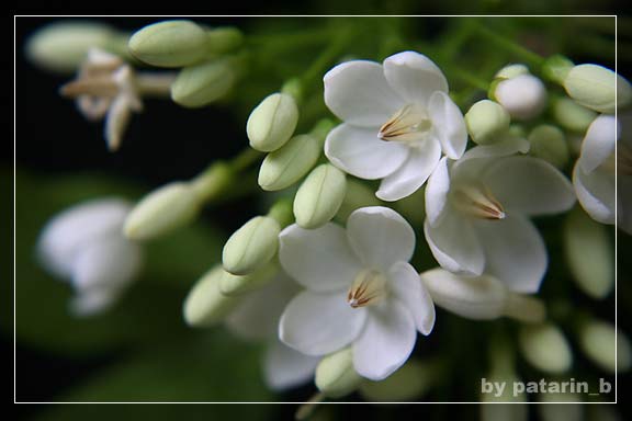 โมกขาว...