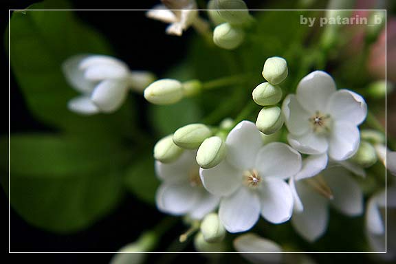 โมกขาว...
