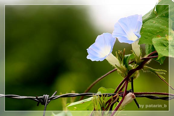 morning glory