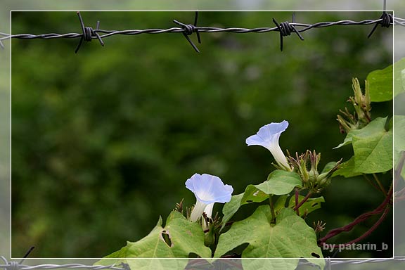 morning glory