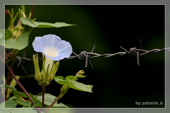 morning glory