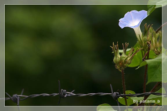 morning glory
