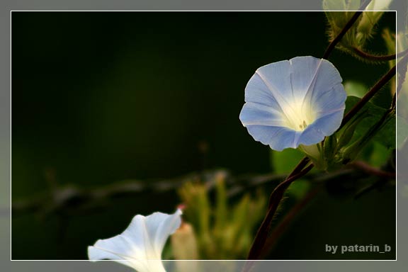 morning glory