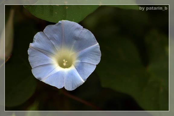morning glory