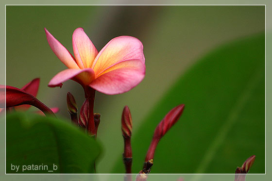 ลีลา .. ว่าดี