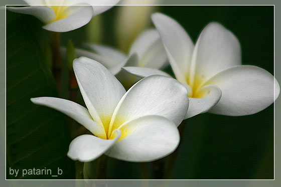 ลีลา .. ว่าดี