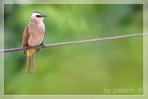Cute Little Bird