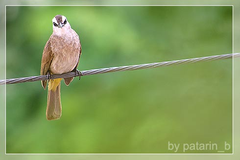 Cute Little Bird