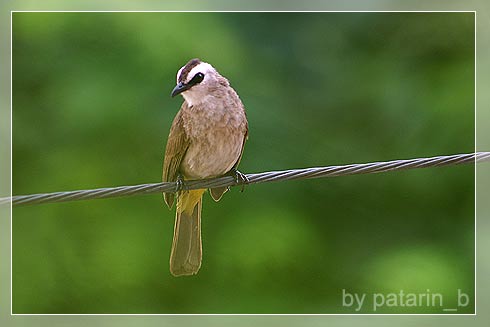 Cute Little Bird