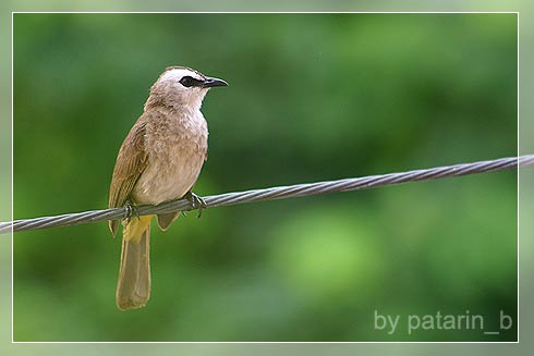 Cute Little Bird