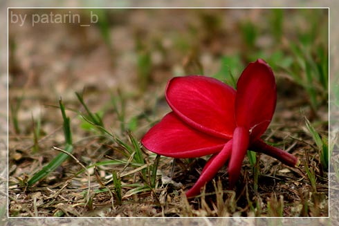 ลีลา .. ว่าดี
