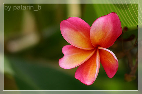 ลีลา .. ว่าดี