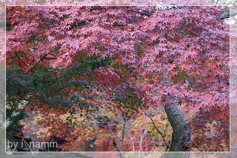 when i went to Japan