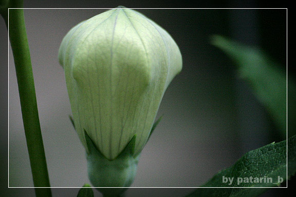 ทำอะไรดี...