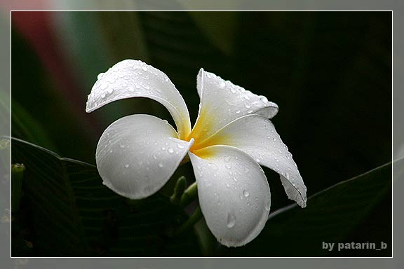 ~ drops of rain ~