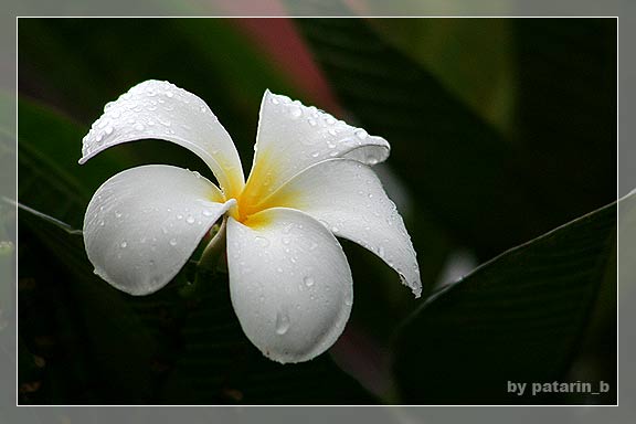 ~ drops of rain ~