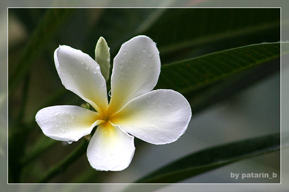 ~ drops of rain ~