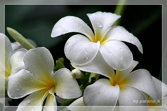 ~ drops of rain ~