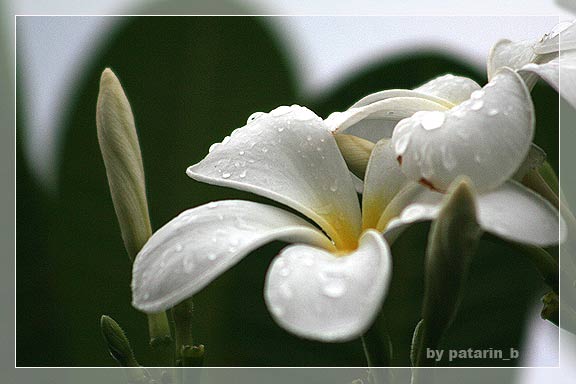 ~ drops of rain ~