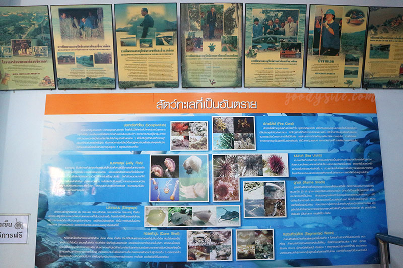 จันทบุรีอีกครั้ง 10 สถานแสดงพันธุ์สัตว์น้ำเฉลิมพระเกียรติ