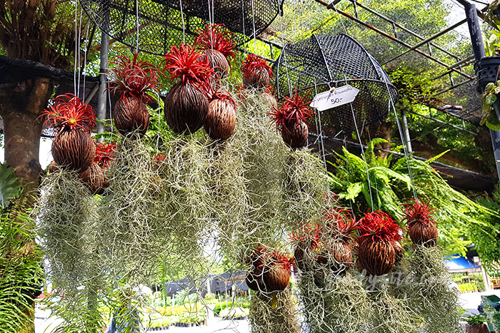 นครนายก 1 สวนป้าอินทร์ คลอง 15 องครักษ์