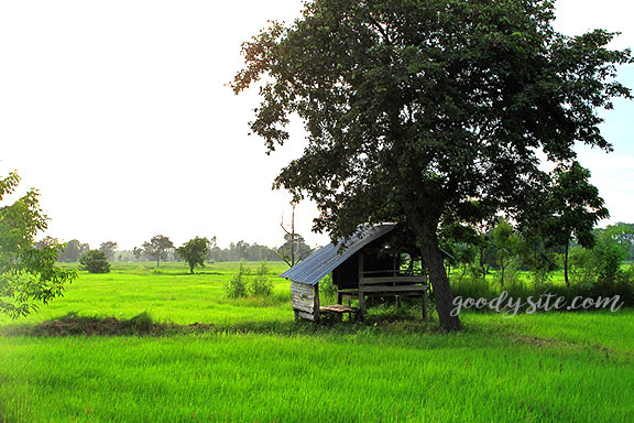 บุรีรัมย์ 16 ขนำน้อยกลางนา จังหวัดบุรีรัมย์