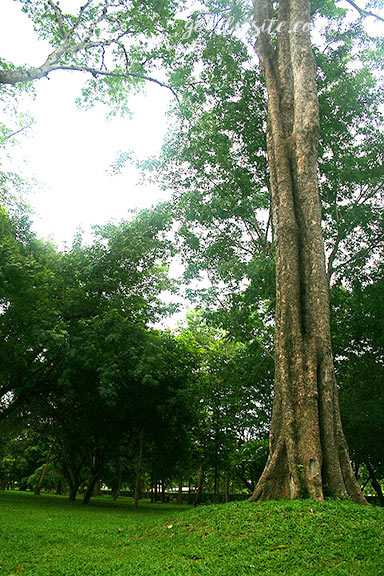 บุรีรัมย์ 14 ปราสามเมืองต่ำ อ. ประโคนชัย จ. บุรีรัมย์