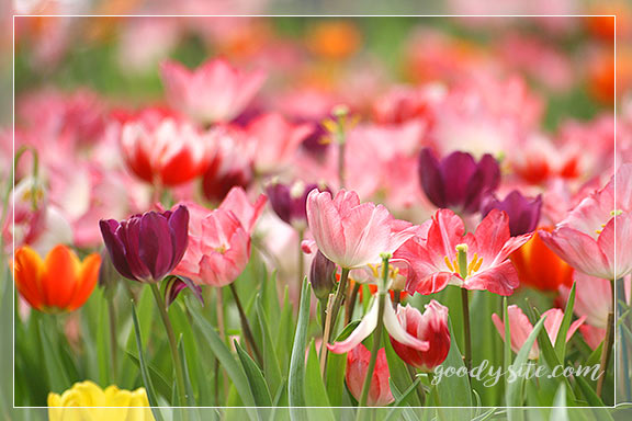 บุรีรัมย์ 5 เพลาเพลิน อุทยานไม้ดอก