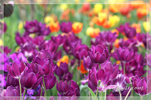 บุรีรัมย์ 5 เพลาเพลิน อุทยานไม้ดอก