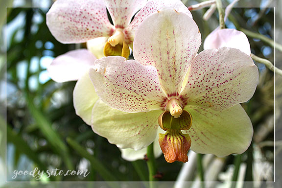 บุรีรัมย์ 5 เพลาเพลิน อุทยานไม้ดอก