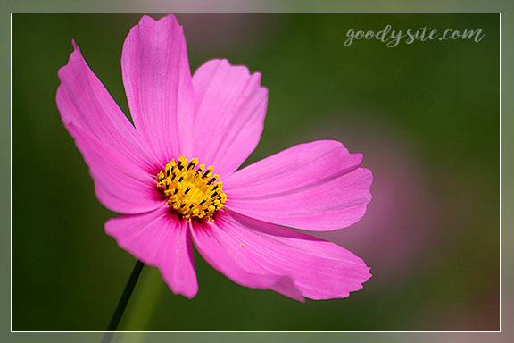 บุรีรัมย์ 4 เพลาเพลิน