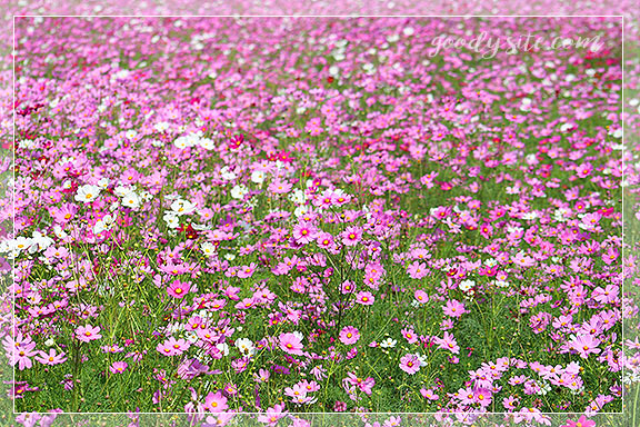 บุรีรัมย์ 4 เพลาเพลิน