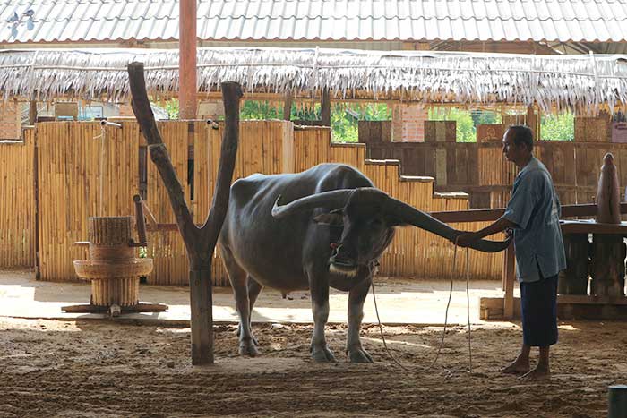 สุพรรณบุรี 2 บ้านอนุรักษ์ควายไทย